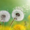 Dandelion seeds in the morning sunlight blowing away across a fr