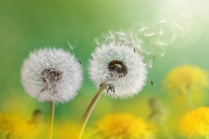 Dandelion seeds in the morning sunlight blowing away across a fr