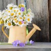 watering can with summer bouquet of daisies flowers on wooden background